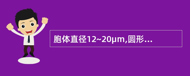 胞体直径12~20μm,圆形或椭圆形,胞核大,位于中央或偏位,核染色质开始聚集,