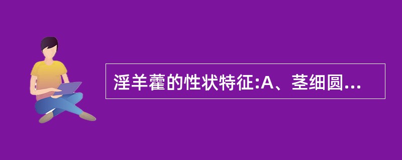 淫羊藿的性状特征:A、茎细圆柱形,表面具光泽B、茎生叶对生C、叶边缘具黄色刺状细