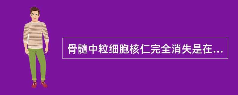 骨髓中粒细胞核仁完全消失是在A、原始阶段B、早幼阶段C、中幼阶段D、晚幼阶段E、