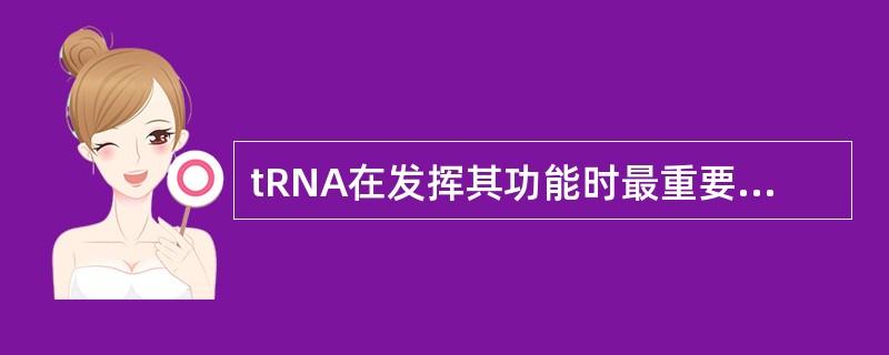 tRNA在发挥其功能时最重要的两个部位是A、反密码子臂和反密码子环B、氨基酸臂和