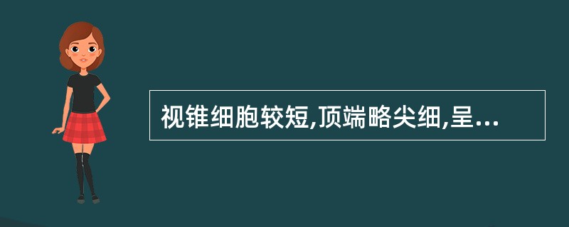 视锥细胞较短,顶端略尖细,呈圆锥状。