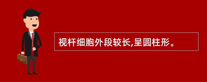 视杆细胞外段较长,呈圆柱形。