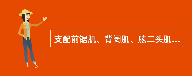 支配前锯肌、背阔肌、肱二头肌和桡侧腕长伸肌的脊神经是