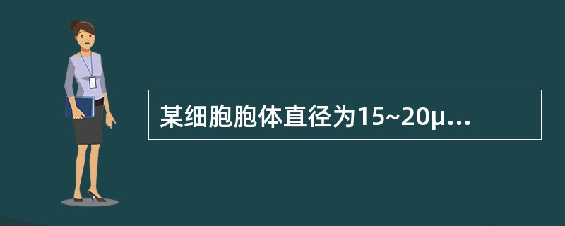 某细胞胞体直径为15~20μm,圆形,边缘有瘤状突起;胞核圆形,核染色质呈颗粒状