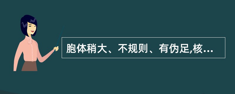 胞体稍大、不规则、有伪足,核椭圆形、染色质粗糙致密,胞浆丰富、染灰蓝色、有透明感