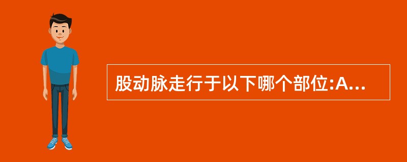 股动脉走行于以下哪个部位:A、腹股沟韧带浅表前方B、腹股沟韧带深面C、腹股沟韧带