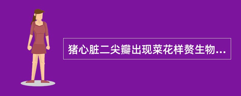 猪心脏二尖瓣出现菜花样赘生物是( )的特征性病变。