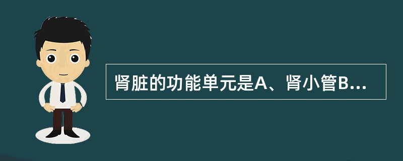 肾脏的功能单元是A、肾小管B、肾小球C、肾单位D、集合管E、肾锥体