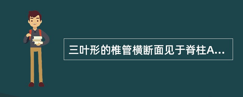 三叶形的椎管横断面见于脊柱A、颈段B、胸段C、上腰段D、下腰段E、骶段