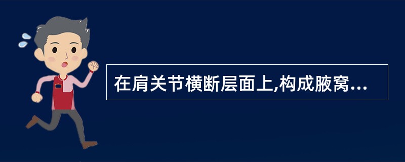 在肩关节横断层面上,构成腋窝后壁的结构是A、胸大肌B、前锯肌C、肩胛下肌D、肱二