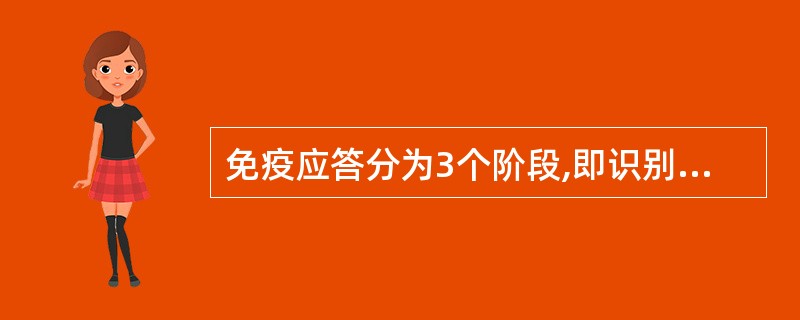 免疫应答分为3个阶段,即识别阶段,淋巴细胞活化、分化增殖阶段以及效应阶段。( )