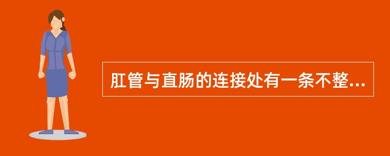 肛管与直肠的连接处有一条不整齐的交界线,称为