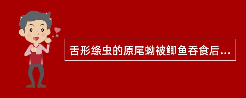 舌形绦虫的原尾蚴被鲫鱼吞食后,在鱼体腔中发育成()A、毛蚴B、钩球蚴C、原尾蚴D