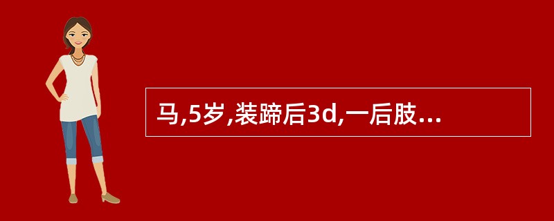 马,5岁,装蹄后3d,一后肢出现运步障碍,蹄温增高,趾动脉亢进.蹄钳压诊敏感,其