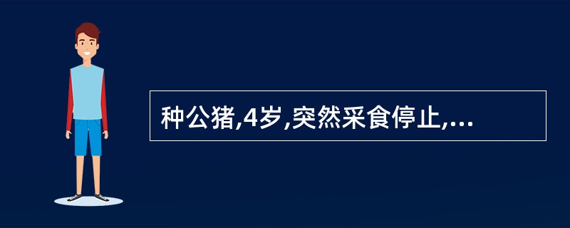 种公猪,4岁,突然采食停止,大量流涎,伸颈缩脖,做吞咽动作;几番吞咽后,口、鼻喷