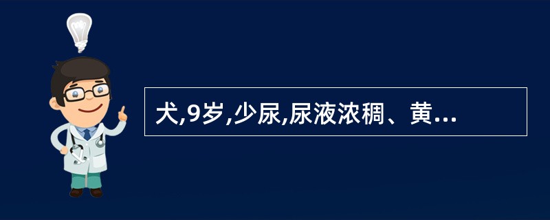 犬,9岁,少尿,尿液浓稠、黄如豆油状。尿中出现多量蛋白质及肾上皮细胞和透明管型。