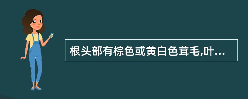 根头部有棕色或黄白色茸毛,叶片呈倒披针形,边缘浅裂或羽状深裂的药材是A、金钱草B