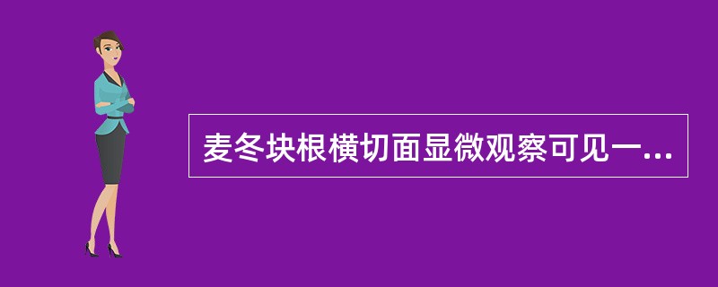 麦冬块根横切面显微观察可见一列石细胞环带紧紧围绕在A、外皮层外侧B、外皮层内侧C