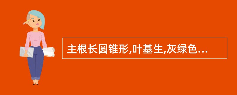 主根长圆锥形,叶基生,灰绿色,呈披针形或卵状披针形,两面有毛的药材是( )。A、