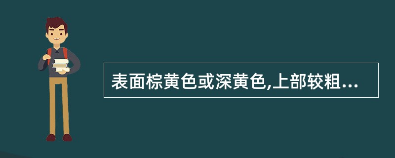 表面棕黄色或深黄色,上部较粗糙,有扭曲的纵皱或不规则的网纹。质硬而脆。断面黄色。