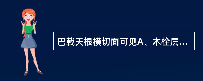 巴戟天根横切面可见A、木栓层石细胞单个散在B、木栓层石细胞断续排列成环C、木栓层