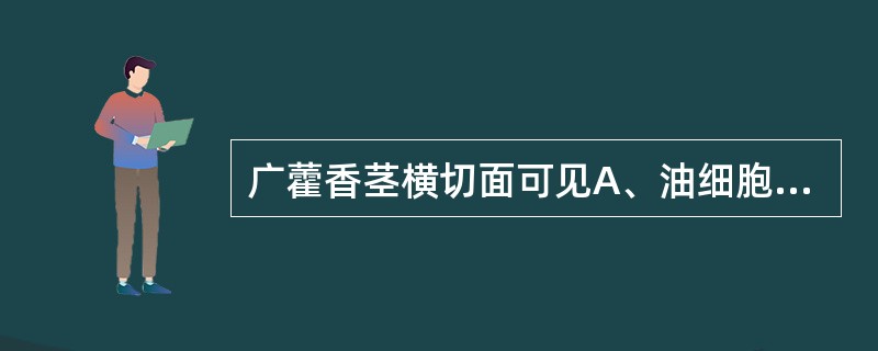 广藿香茎横切面可见A、油细胞B、油管C、油室D、间隙腺毛E、乳管