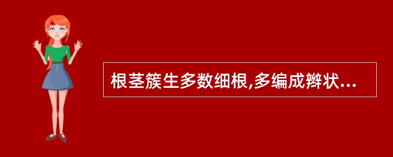 根茎簇生多数细根,多编成辫状的中药材是A、秦艽B、百部C、白及D、紫菀E、徐长卿