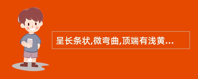 呈长条状,微弯曲,顶端有浅黄色的叶痕及茎痕,习称"金包头";上面有一凹沟,具环状