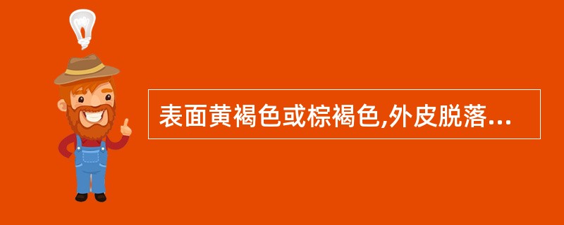 表面黄褐色或棕褐色,外皮脱落处可见丝瓜络状细筋脉;根头偶有黑色发黏的胶状物,习称