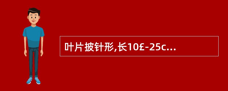 叶片披针形,长10£­25cm.宽3£­5cm;上表面黄绿色或灰绿色,下表面密生