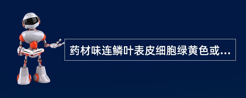 药材味连鳞叶表皮细胞绿黄色或黄棕色,略呈长方形A、偶见平轴式气孔B、无细胞间隙,