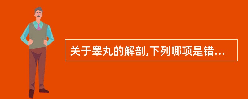 关于睾丸的解剖,下列哪项是错误的()。A、睾丸呈椭圆形,位于阴囊内,左右各一B、