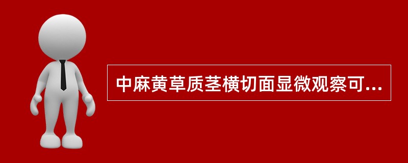 中麻黄草质茎横切面显微观察可见气孔下陷,下皮纤维非木化,维管束A、8~10个,木