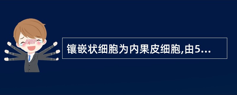 镶嵌状细胞为内果皮细胞,由5~8个狭长细胞为1组,以其长轴作不规则方向嵌列的药材