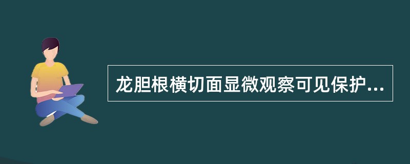 龙胆根横切面显微观察可见保护组织为A、表皮B、后生表皮C、后生皮层D、木栓化细胞