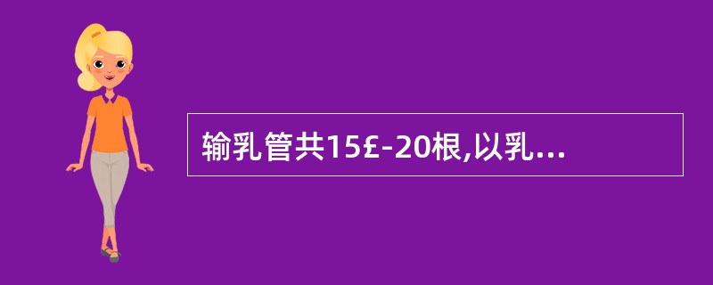 输乳管共15£­20根,以乳头为中心呈放射状排列,碍于乳房形于乳头称为()。A、