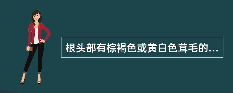 根头部有棕褐色或黄白色茸毛的药材是