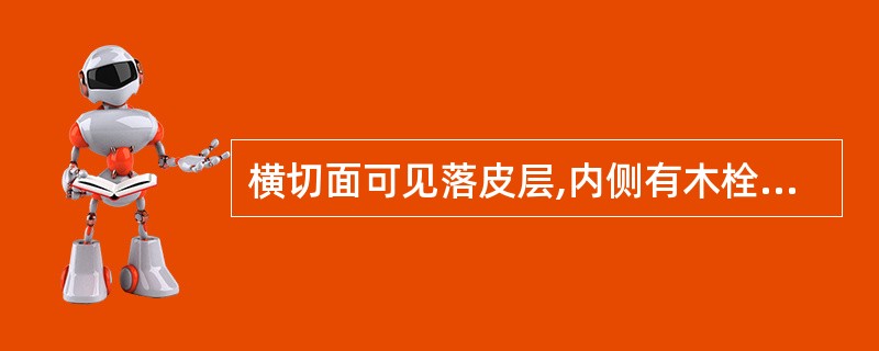 横切面可见落皮层,内侧有木栓组织数个层带,韧皮部有5~7层石细胞环带,并可见胶丝