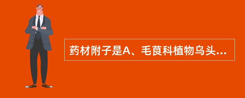 药材附子是A、毛茛科植物乌头子根的加工品B、毛莨科植物乌头的子根C、毛茛科植物北
