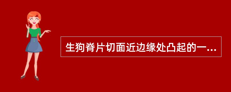 生狗脊片切面近边缘处凸起的一条棕黄色环纹是A、石细胞环带B、形成层C、纤维层D、