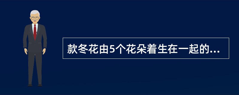 款冬花由5个花朵着生在一起的药材个体称为