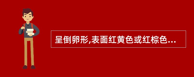 呈倒卵形,表面红黄色或红棕色,有突起的棕色小点,系毛刺脱落后的残基,无臭,味甘、