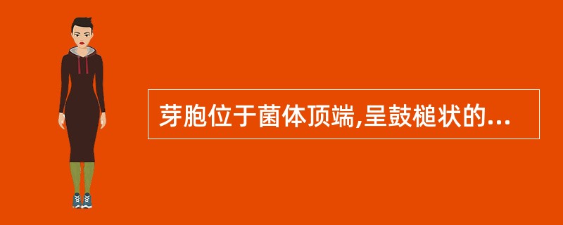 芽胞位于菌体顶端,呈鼓槌状的是A、肉毒杆菌B、双歧杆菌C、破伤风杆菌D、炭疽芽孢