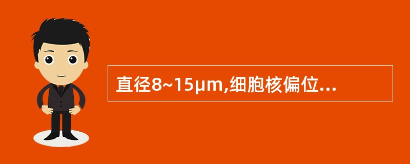 直径8~15μm,细胞核偏位,核染色质常排列成车轮状,细胞质丰富、染蓝色或红蓝相