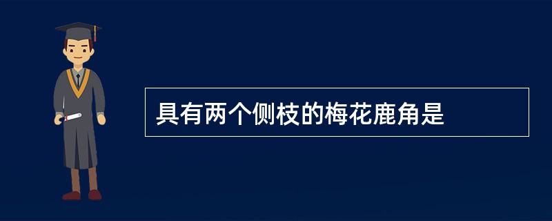 具有两个侧枝的梅花鹿角是