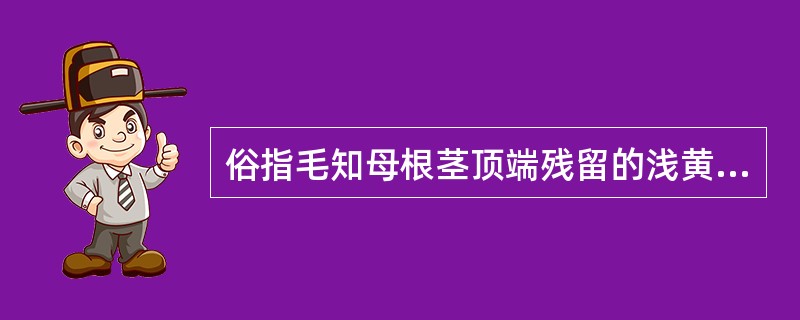 俗指毛知母根茎顶端残留的浅黄色的叶痕及茎痕