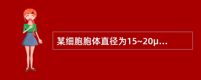 某细胞胞体直径为15~20μm,圆形,边缘有瘤状突起;胞核圆形,核染色质呈颗粒状