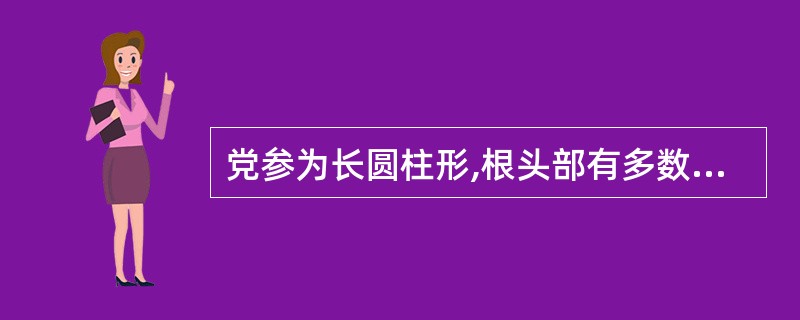 党参为长圆柱形,根头部有多数疣状突起的茎痕及芽,通常被称为A、芦头B、蚯蚓头C、