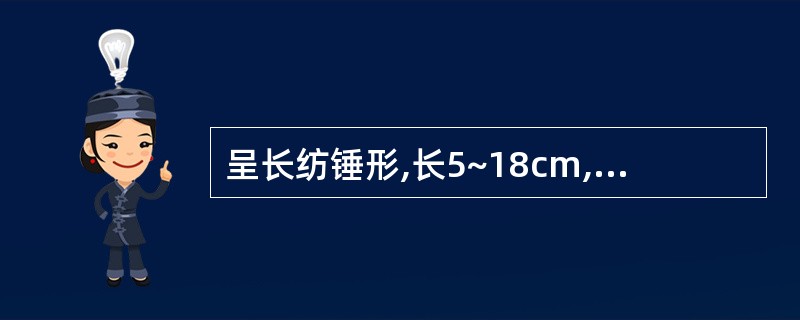 呈长纺锤形,长5~18cm,对光透视有一条不透明的木心,味甜微苦的药材是