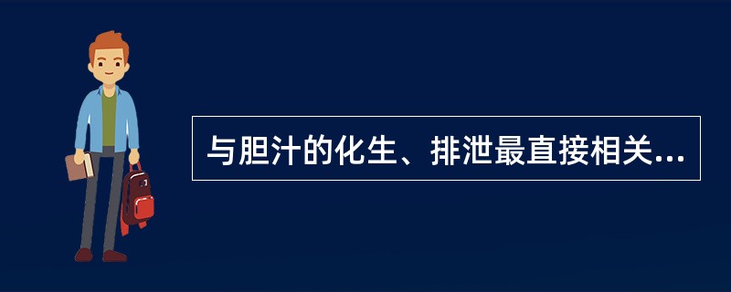 与胆汁的化生、排泄最直接相关的脏是A、心B、肝C、肾D、肺E、脾